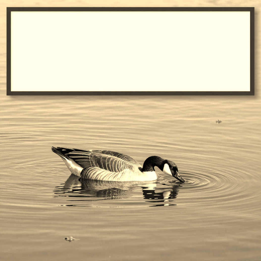 কলেজ সুইম লিগের প্রথম রাত: নিয়ম এল, সময় এল না